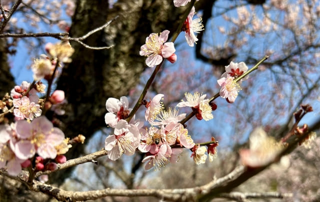 梅の花
