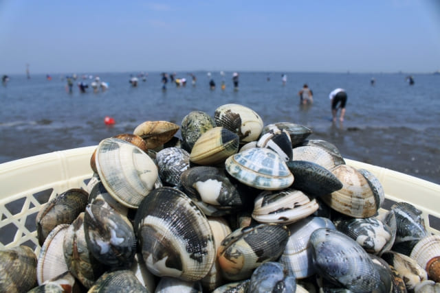 潮干狩り 海