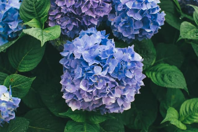 紫陽花