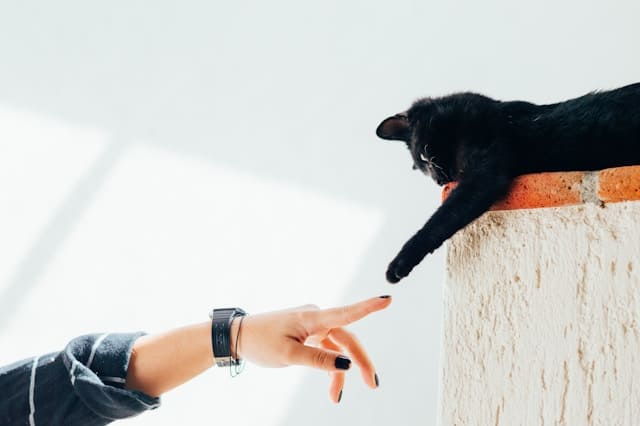 ペット 猫 人間