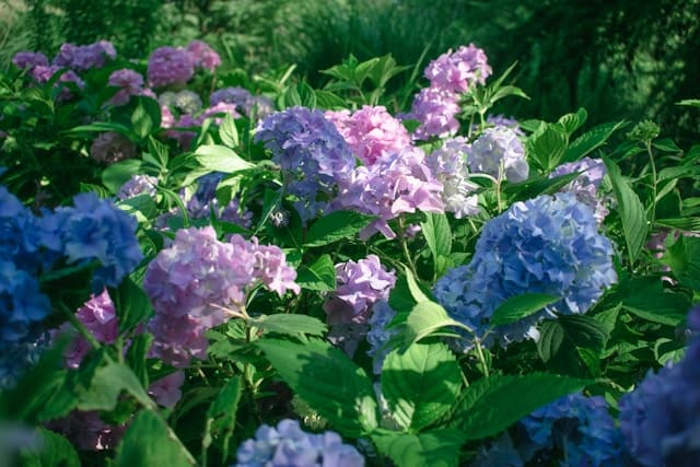 紫陽花 あじさい