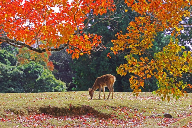 紅葉 奈良 鹿 風景