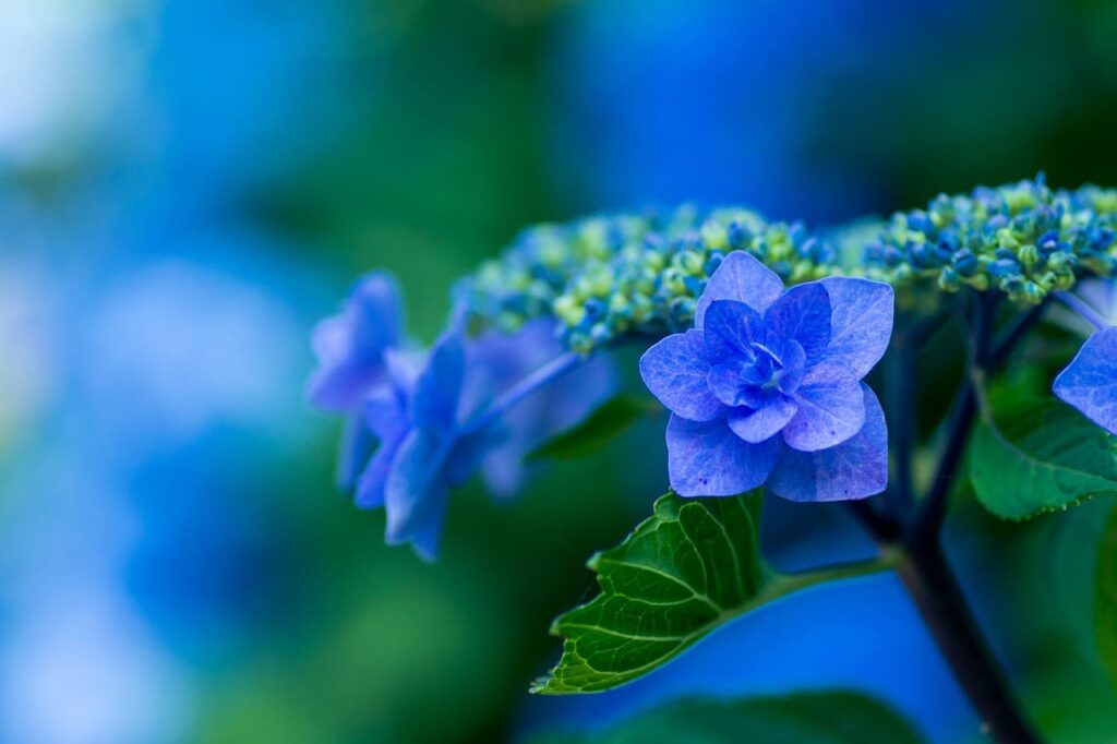 紫陽花　梅雨